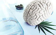 Studies Tie Marijuana Use to Lasting Cortical Changes, Schizophrenia