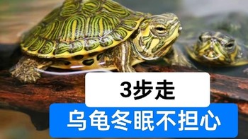 乌龟冬眠怎么养？分3个阶段去养，再也不用担心乌龟过冬了