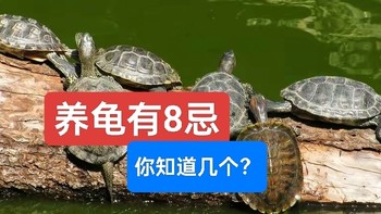 为什么你养的龟不如别人养的好？养龟有这八忌，你知道几个？