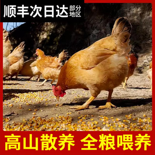 杨博士童子鸡安徽高山散养小公鸡现杀鸡肉新鲜鸡子整只土鸡跑山鸡