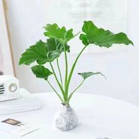 韵米奇 春羽 观叶植物 25-35cm 含盆