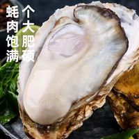 乳山生蚝 4XL 大号 源头直发 2.5斤 （带官方溯源防伪标识、死蚝包赔）