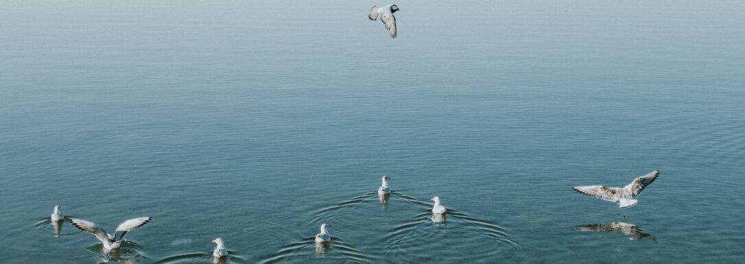 birds swimming on a lake