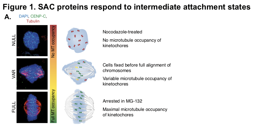 Kinetochore