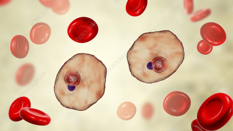 Malaria-Cell-Predictor