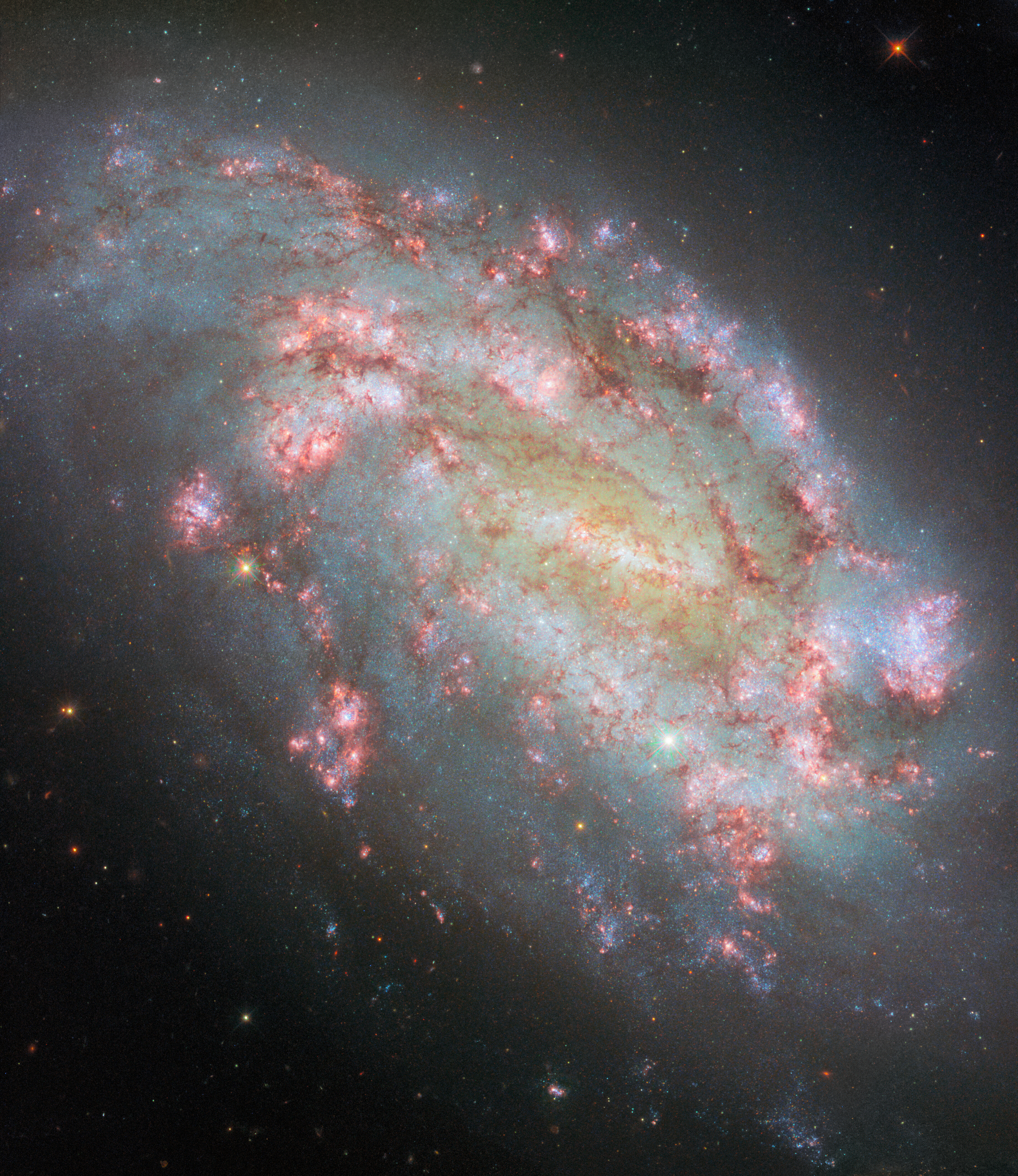 A spiral galaxy, tilted at an angle, with irregularly-shaped arms. It appears large and close-up. The center glows in a yellowish color, while the disk around it is a bluer color, due to light from older and newer stars. Dark reddish threads of dust cover the galaxy, and there are many large, shining pink spots in the disc, where stars are forming.