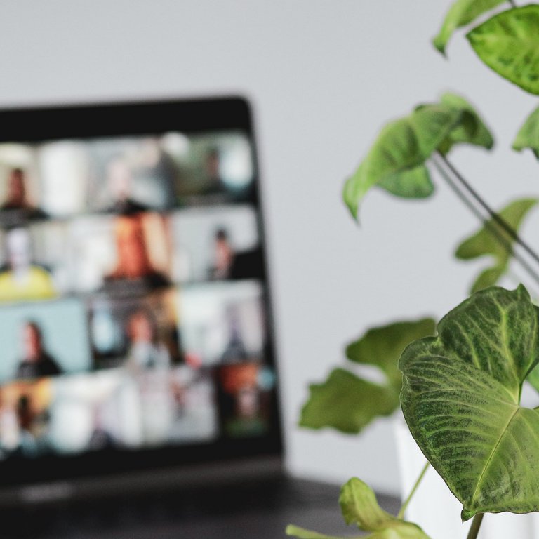 Laptop mit Videocall im Vordergrund, Pflanze im Hintergrund