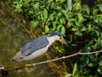 Hundreds of avian enthusiasts compete in Goa bird race