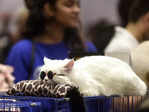 Feline Club of India hosts Cat Show Championship