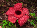 Nature's marvel: Discover the enormous beauty of Rafflesia Arnoldii, the world's largest flower