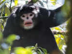 Myanmar snub-nosed monkey