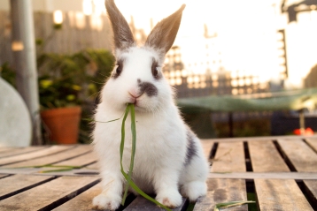 Ein Hase, der Gras frisst