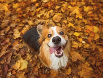 Ein glücklicher Hund, der in einem Haufen Laub sitzt