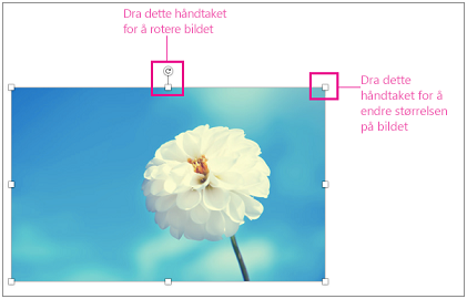 Bilde med skaleringshåndtakene uthevet